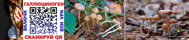 сколько стоит  Донецк  Псилоцибиновые грибы Magic Shrooms 